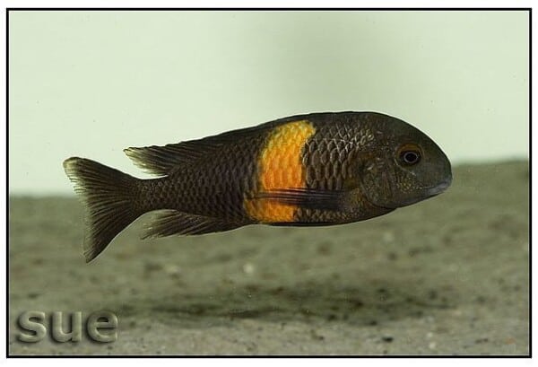 Tropheus sp bemba