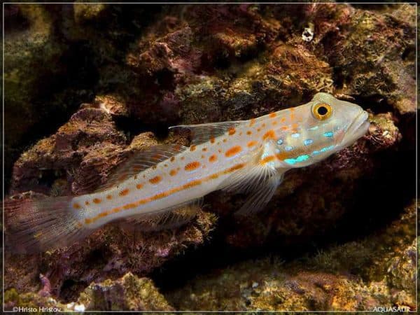 Valenciennea puellaris - Oranje Zandhapper