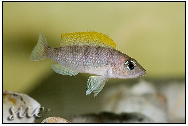 Lamprologus caudopunctatus - Kapampa