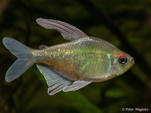 Moenkhausia pittieri - Diamantzalm