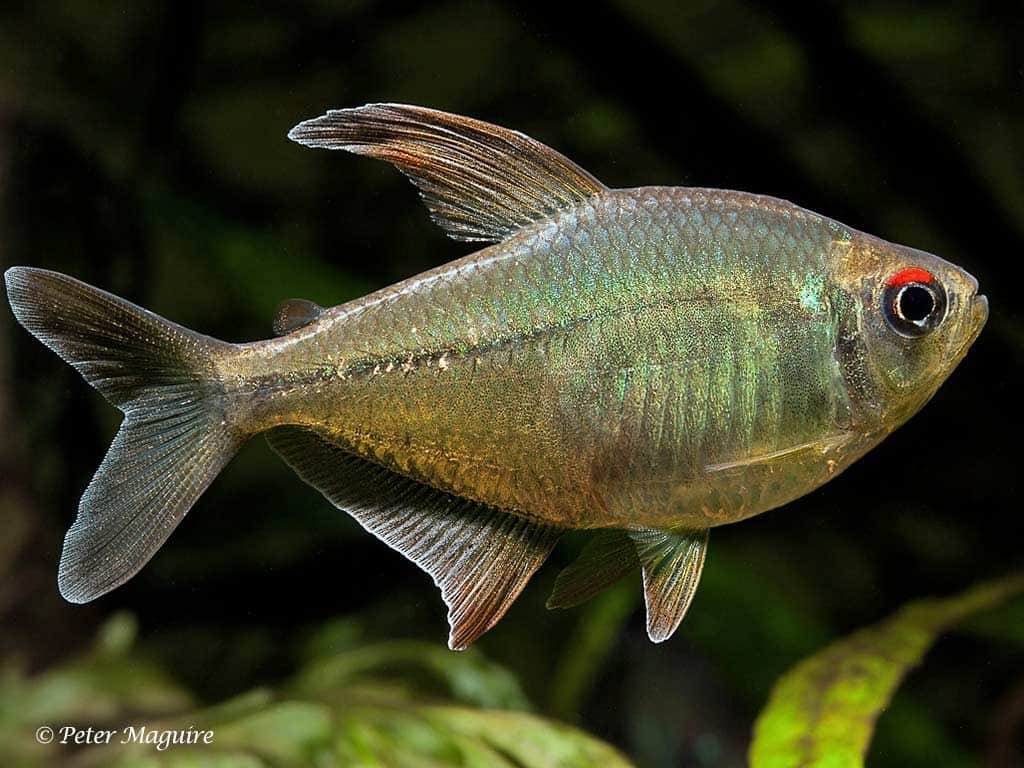 Moenkhausia pittieri - Diamantzalm