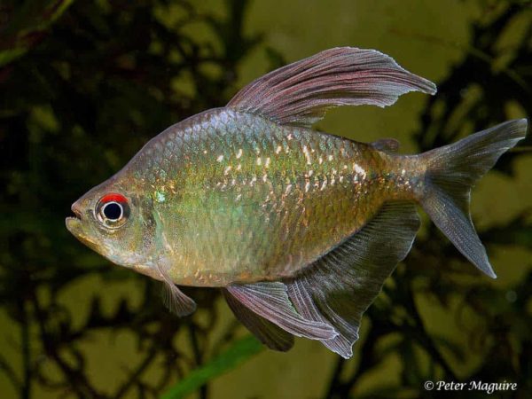 Moenkhausia pittieri - Diamantzalm