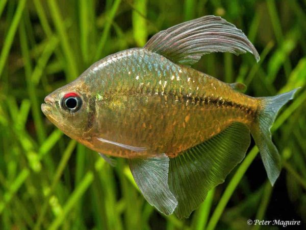 Moenkhausia pittieri - Diamantzalm