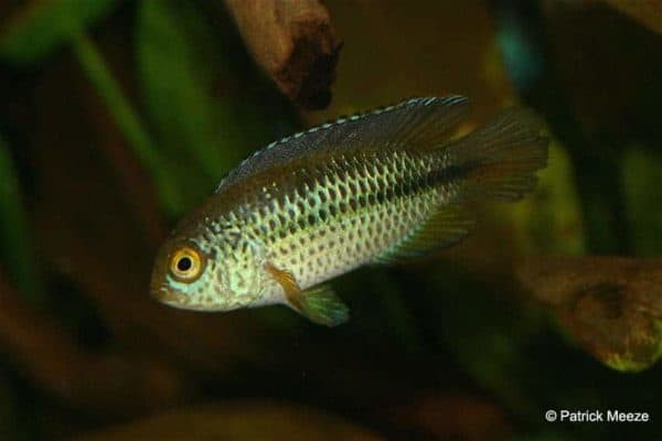 Nannacara anomala