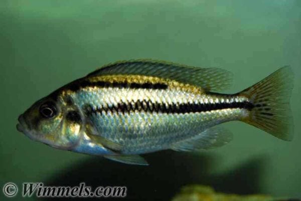 Cheilochromis euchilus