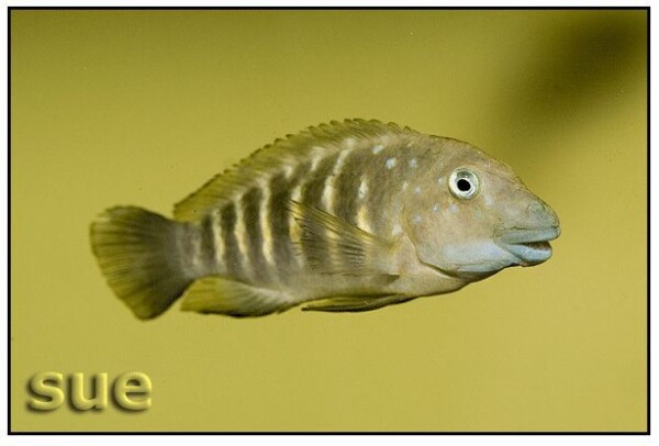 Eretmodus cyanostictus - Kapampa