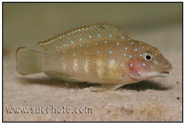Eretmodus cyanostictus - Kasanga