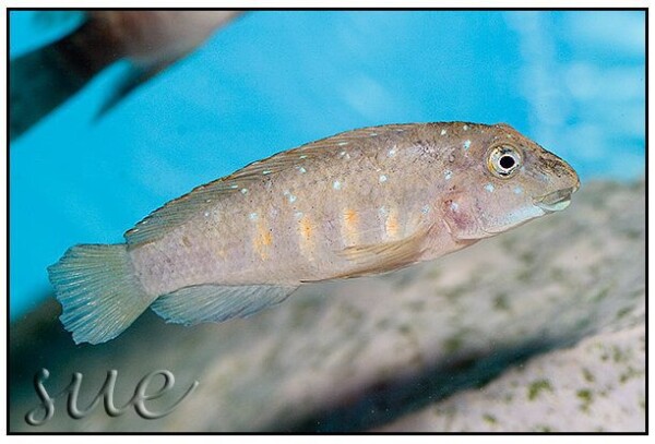 Eretmodus cyanostictus - Kipili Orange