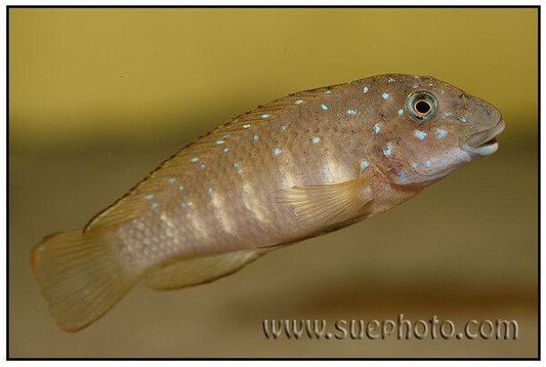 Eretmodus cyanostictus - Moliro