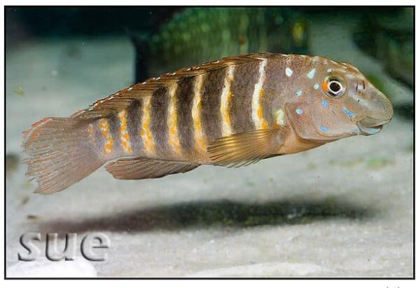 Eretmodus cyanostictus - Mpimbwe
