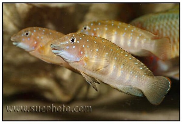 Eretmodus cyanostictus - Tembwe
