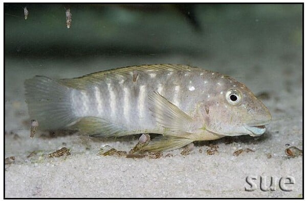 Spathodus erythrodon - Kapampa