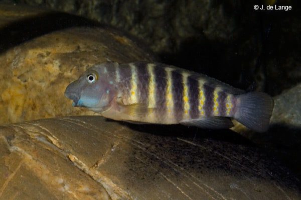 Eretmodus cyanostictus - Tanzania Orange