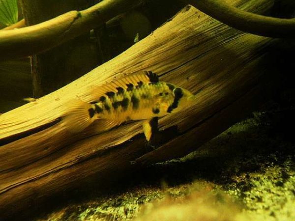 Apistogramma alacrina vrouw