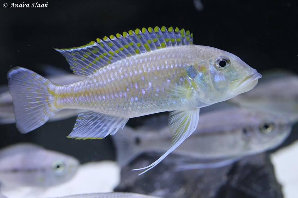Gnathochromis permaxillaris