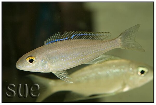 Lestradea perspicax