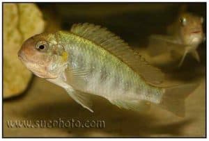 Pseudosimochromis curvifrons - Isanga Bay