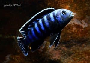 Pseudotropheus