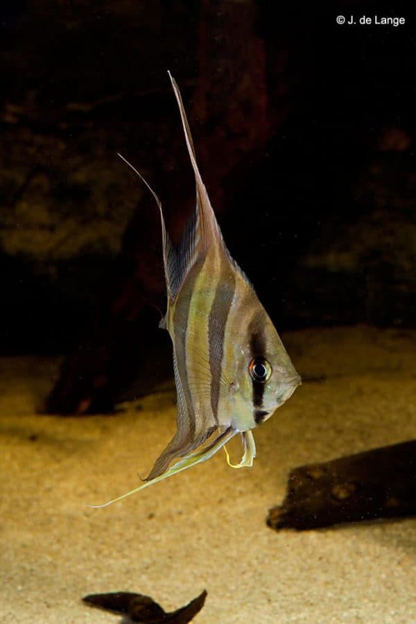 Pterophyllum altum