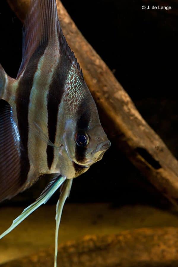Pterophyllum altum