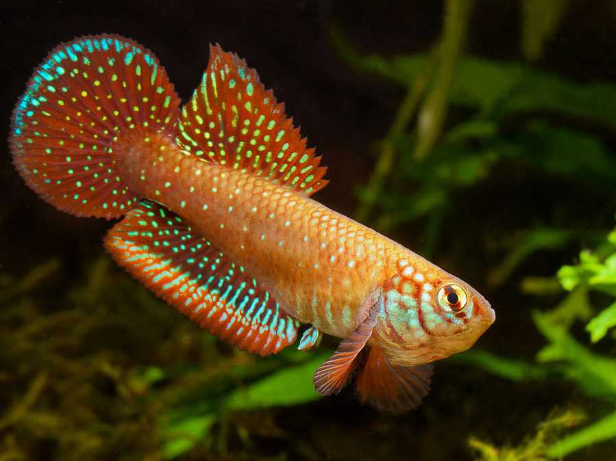 Nematolebias papiliferus Inoa