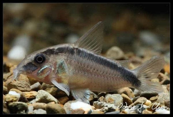 Brochis arcuatus