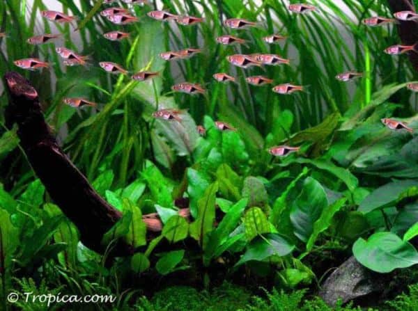 Cryptocoryne wendtii "Green" in het aquarium