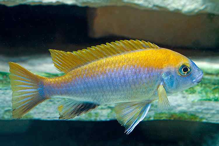 Gephyrochromis moorii - Man