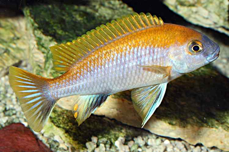 Gephyrochromis moorii - Man