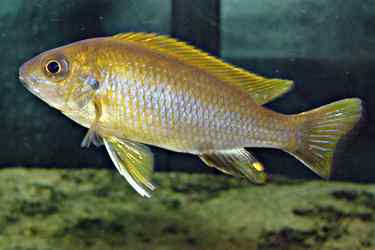 Gephyrochromis moorii - Man