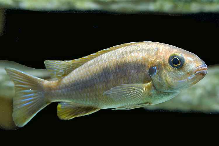 Gephyrochromis moorii - Vrouw