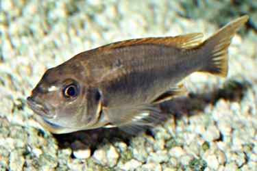 Gephyrochromis moorii - Vrouw