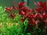 Ludwigia repens Rubin in aquarium