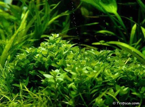 Staurogyne repens in het aquarium