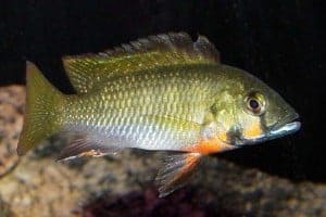 Thoracochromis brauschi - Man