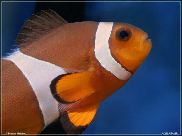 Amphiprion ocellaris - Driebands Anemoonvis - Close up