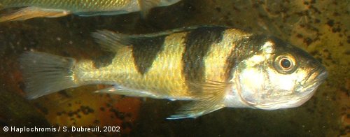 Haplochromis latifasciatus 7 Haplochromis latifasciatus - vrouw met bekje vol