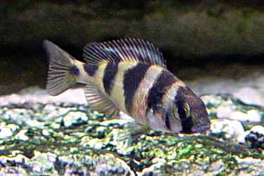 Haplochromis latifasciatus 6 Haplochromis latifasciatus - Juveniele man van 5 centimeter