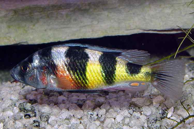 Haplochromis latifasciatus 1 Haplochromis latifasciatus - Man