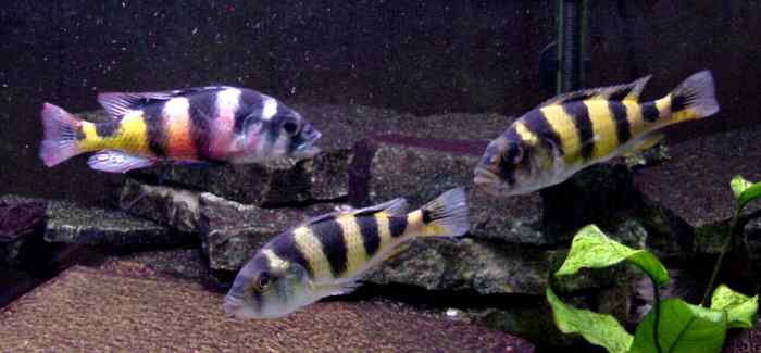 Haplochromis latifasciatus 2 Haplochromis latifasciatus - Man met twee vrouwen