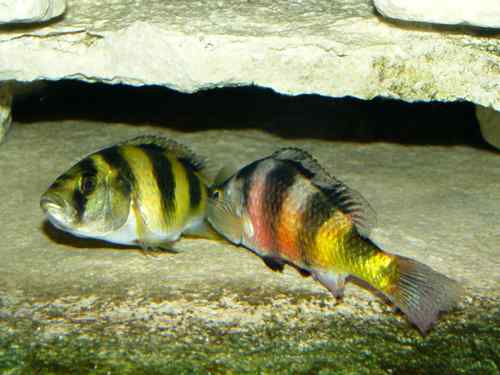 Haplochromis latifasciatus 3 Haplochromis latifasciatus - Koppel tijdens het afzetten