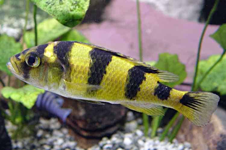 Haplochromis latifasciatus 4 Haplochromis latifasciatus - Vrouw