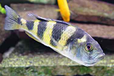 Haplochromis latifasciatus 5 Haplochromis latifasciatus - Vrouw met bekje vol eieren