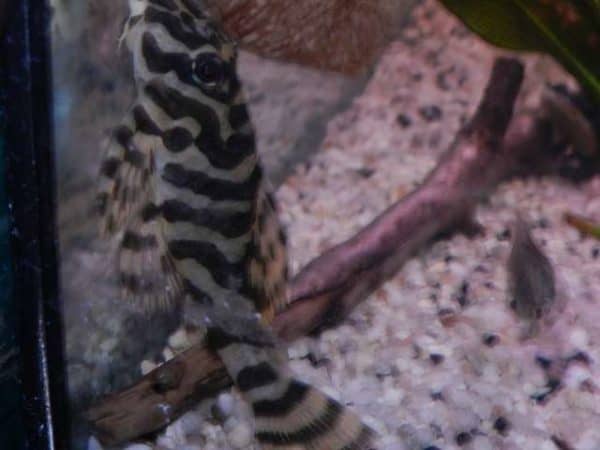 Peckoltia compta