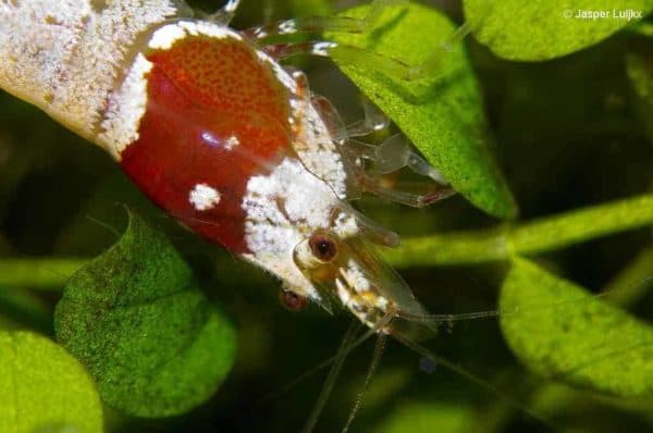 Caridina cf. cantonensis 'Crystal Red' - Afbeelding 2