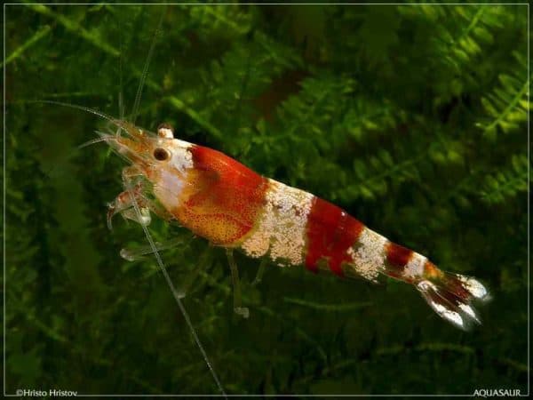 Caridina cantonensis - Red Crystal