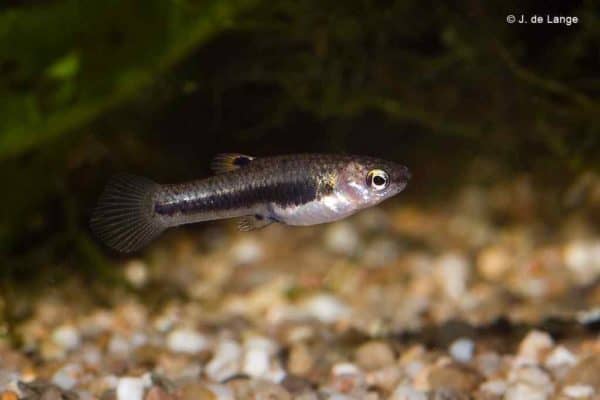 Heterandria formosa - Dwergtandkarper