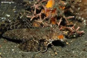 Dactylopus kuiteri - Oranje Zwarte Pitvis