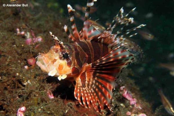 Dendrochirus brachypterus - Kortvin Koraalduivel - Afbeelding 2