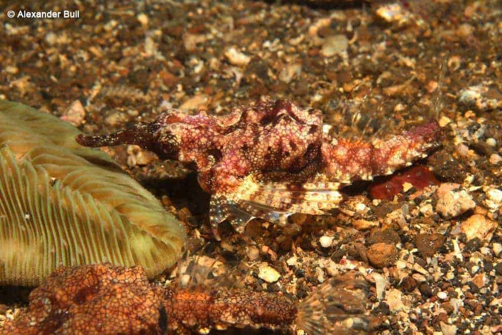 Eurypegasus draconis - Kleine Draakvis